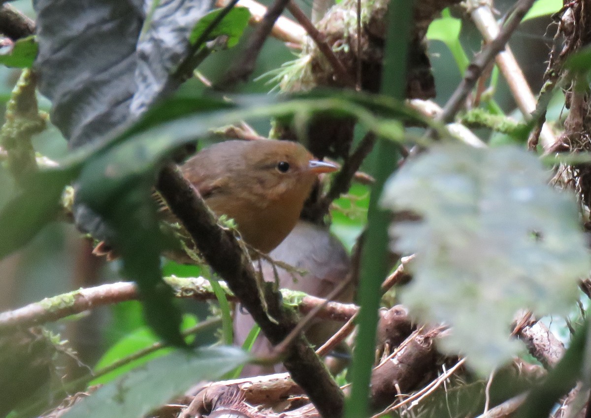 Slaty Antwren - ML165943171