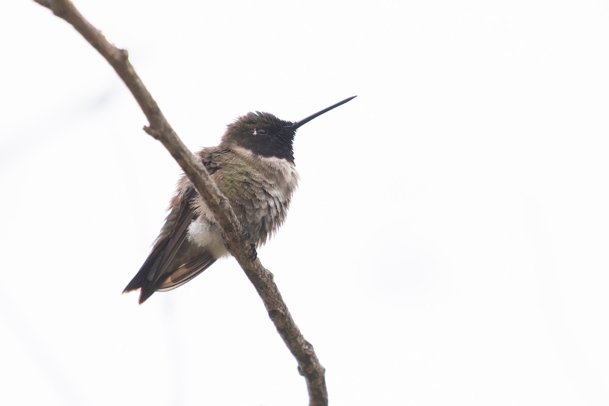 Black-chinned Hummingbird - ML165944201