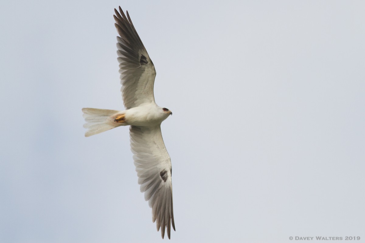 White-tailed Kite - Davey Walters