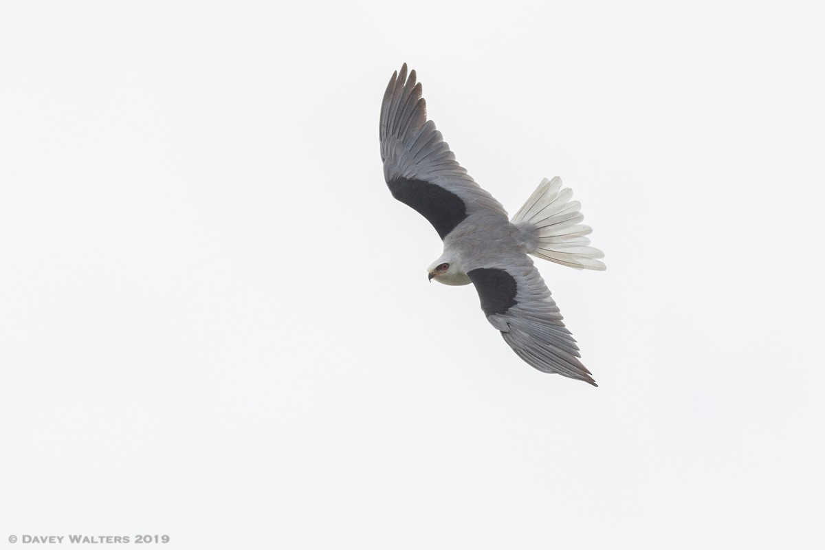 White-tailed Kite - Davey Walters