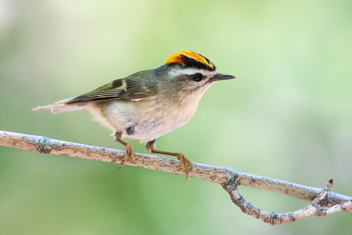 Golden-crowned Kinglet - ML165946911