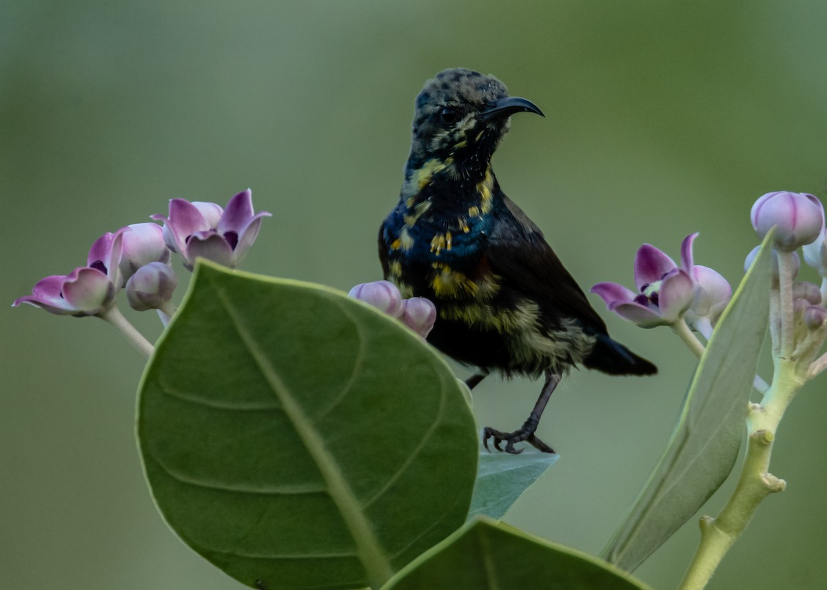 Purple Sunbird - Ramesh Desai