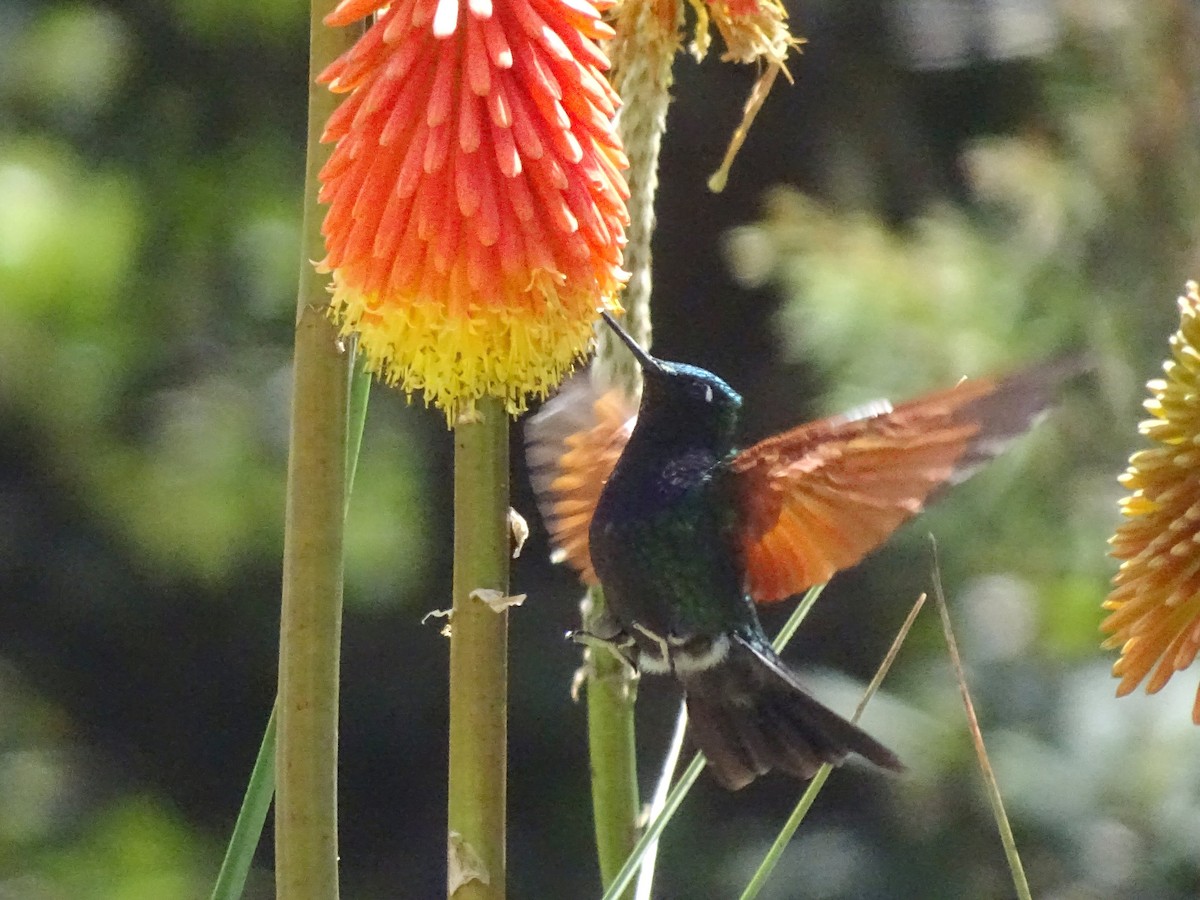 Colibri à gorge grenat - ML165948051