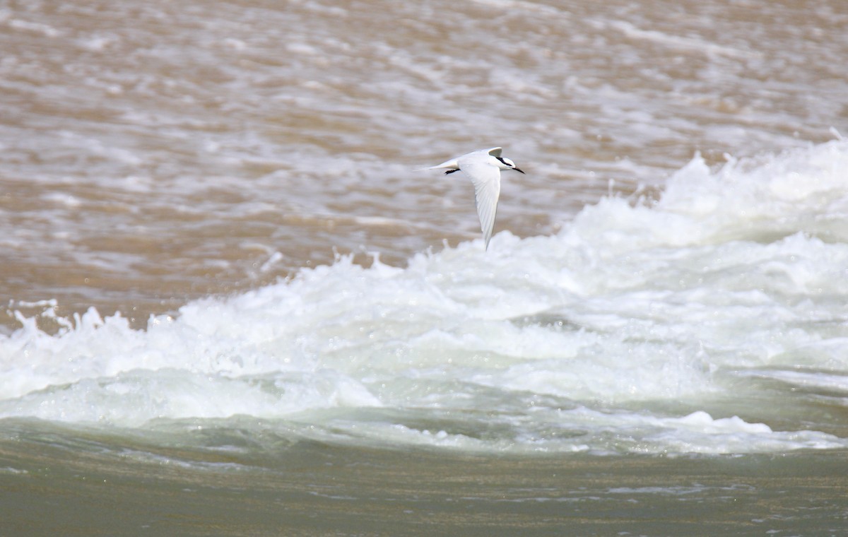 Black-naped Tern - ML165948321