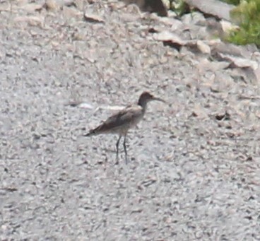 Willet - ML165948941