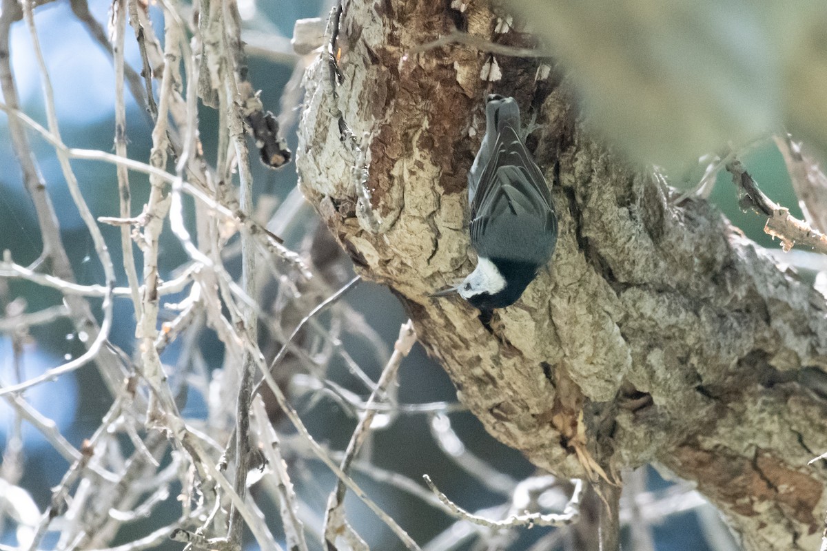 White-breasted Nuthatch - ML165949611