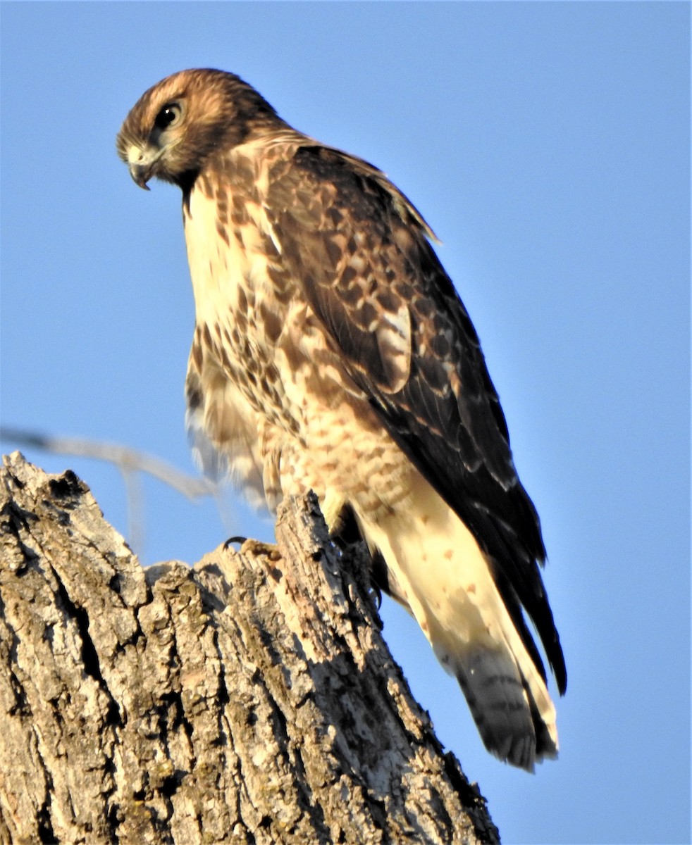 Red-tailed Hawk - ML165954391