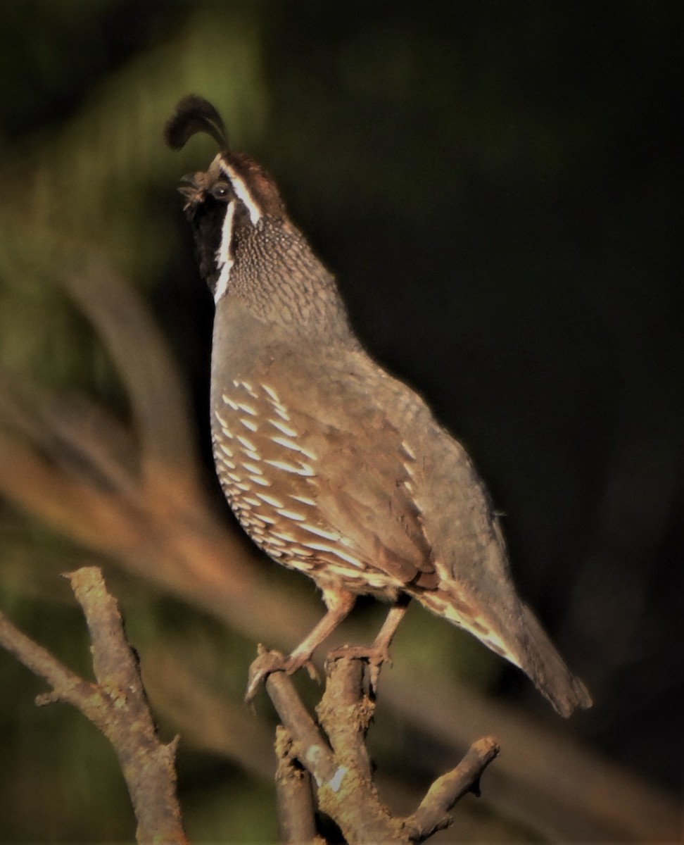 California Quail - ML165954661