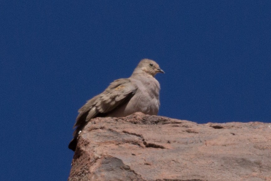 Golden-spotted Ground Dove - ML165954981