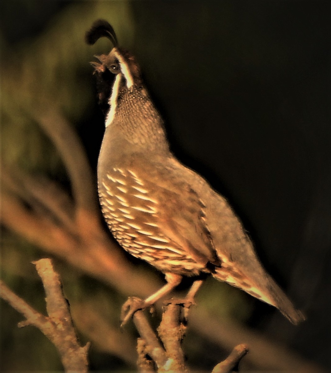 California Quail - ML165955081