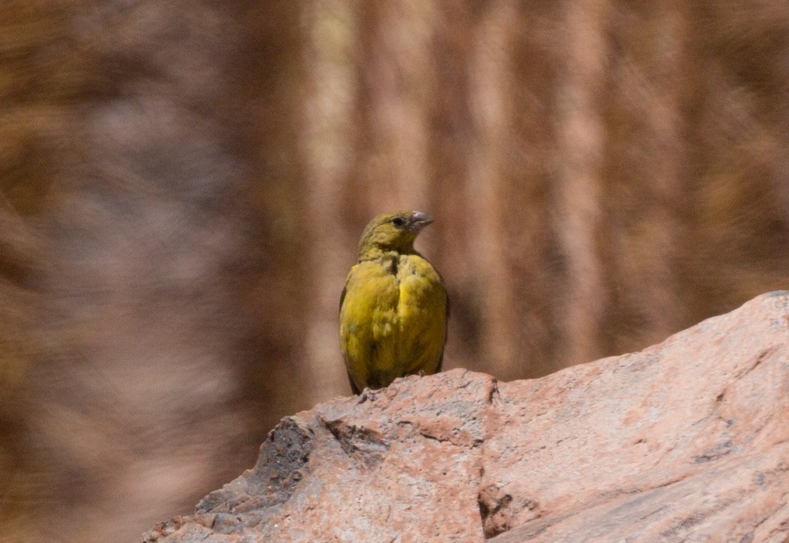 Greenish Yellow-Finch - Lindy Fung