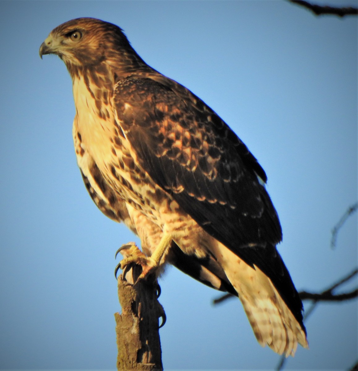 Red-tailed Hawk - ML165955251