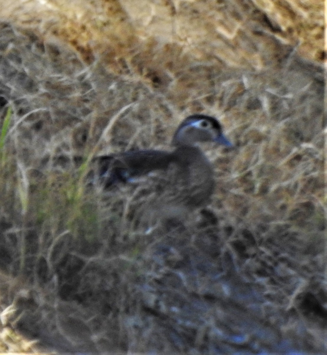 Wood Duck - ML165955601
