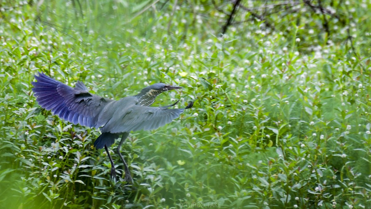 Black Bittern - ML165961481