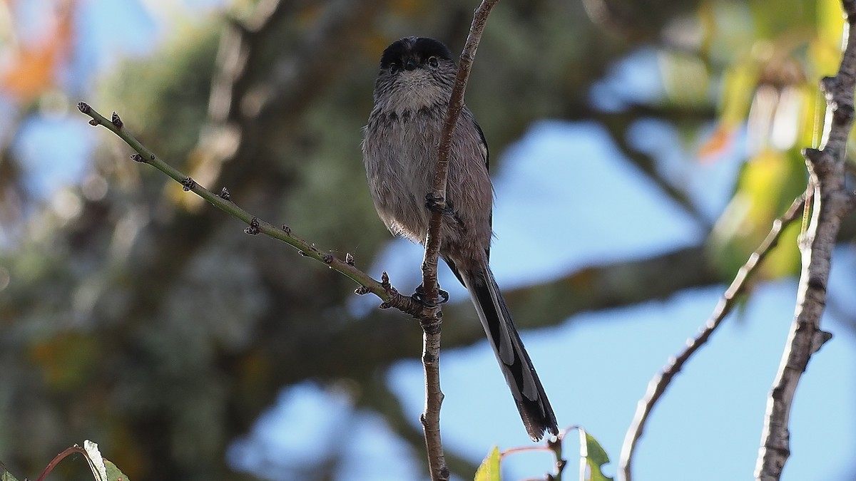 Long-tailed Tit - ML165964011