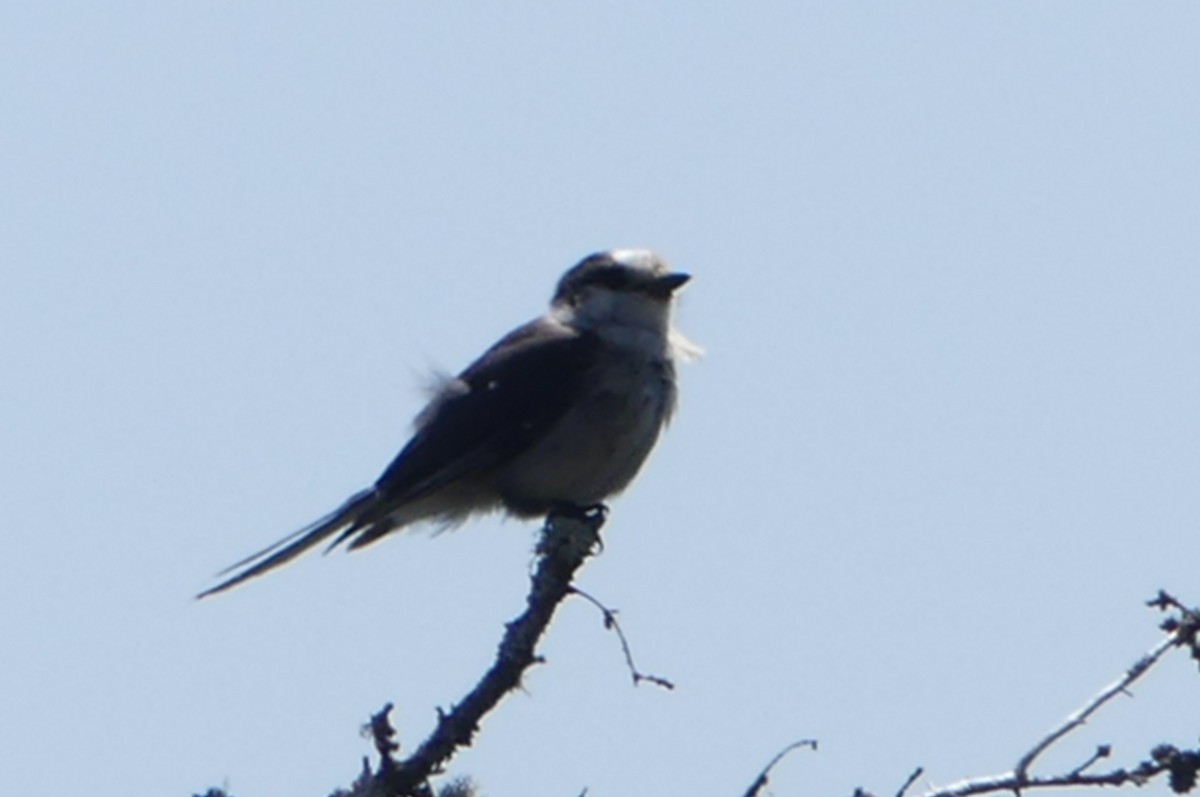 Canada Jay - ML165966241