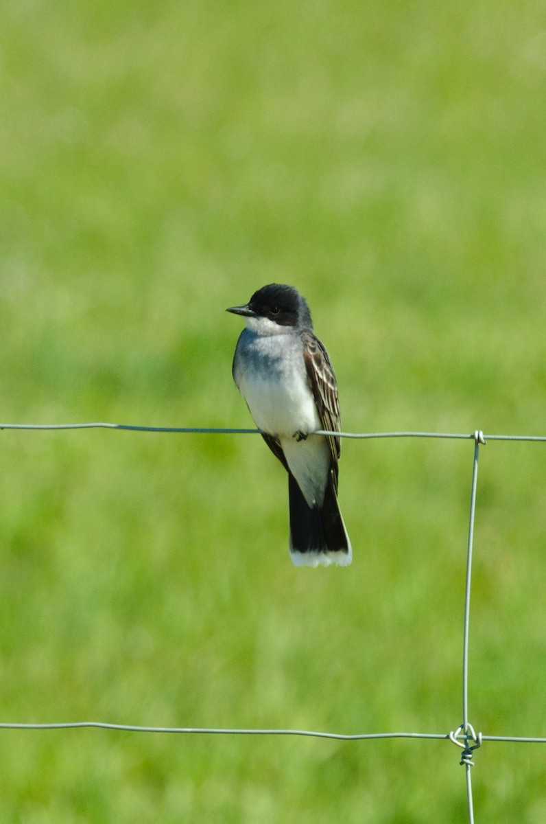 Eastern Kingbird - ML165967451