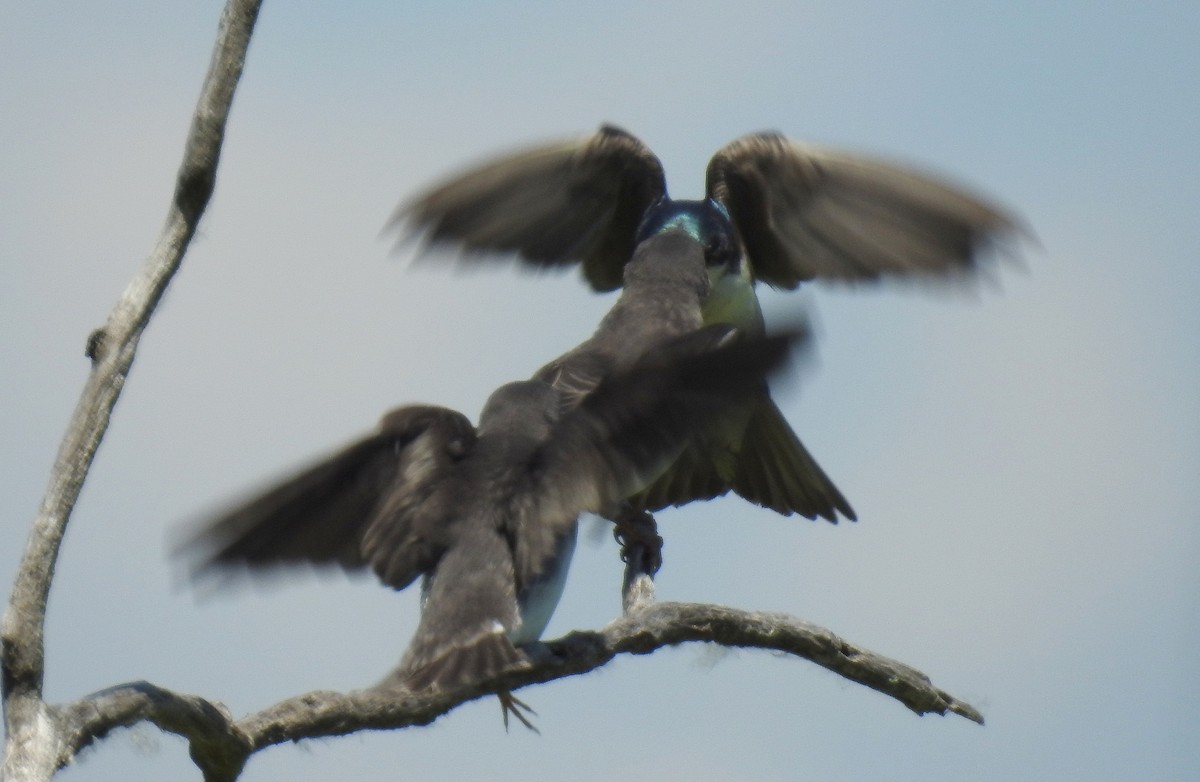 Golondrina Bicolor - ML165969021