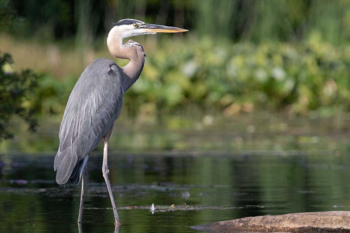 Great Blue Heron - Brad Imhoff