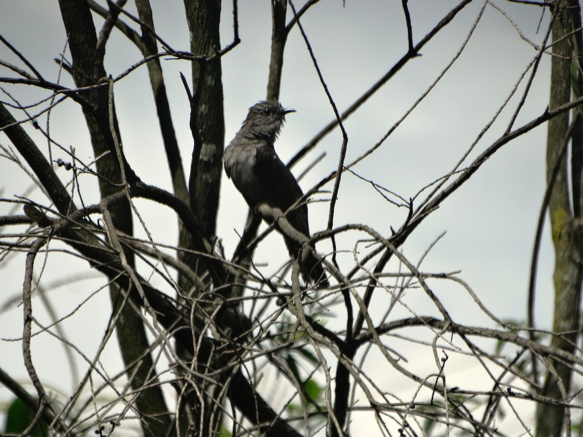 Gray-bellied Cuckoo - ML165972271