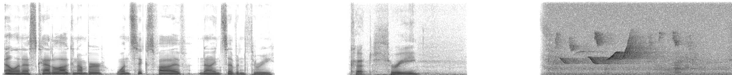 thornbill sp. - ML165973