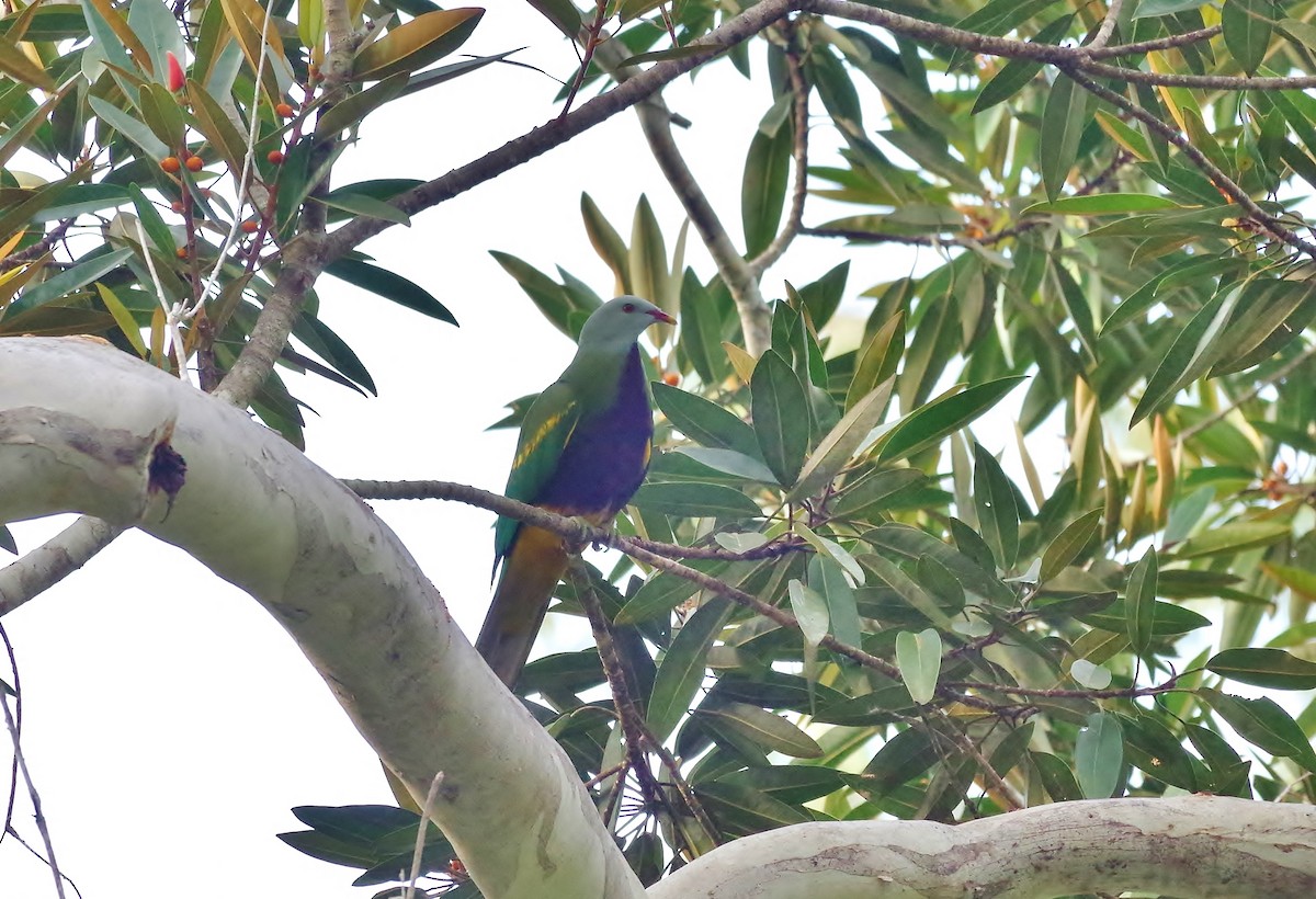 Wompoo Fruit-Dove - ML165973431