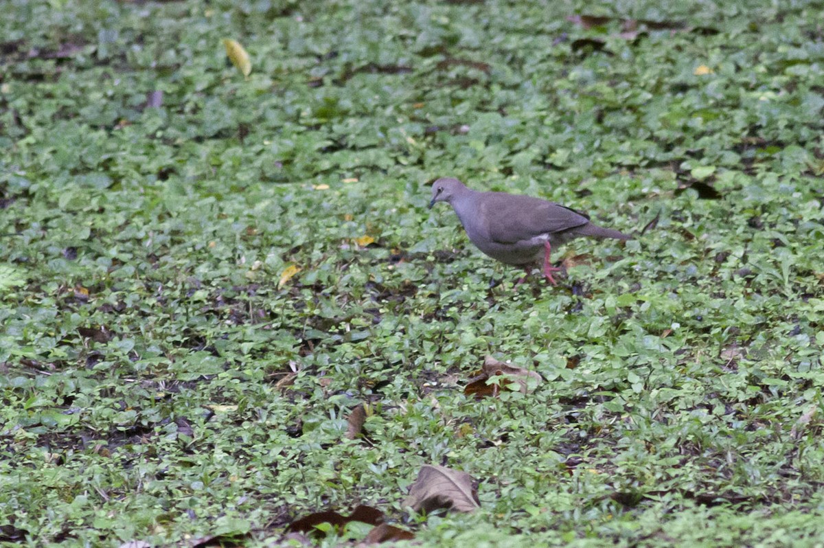 Gray-chested Dove - ML165973751