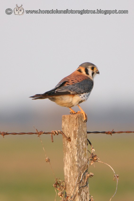 American Kestrel - ML165974691