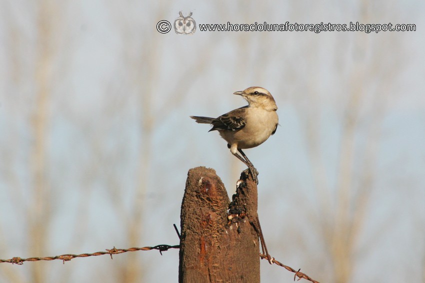 Chalk-browed Mockingbird - ML165974951