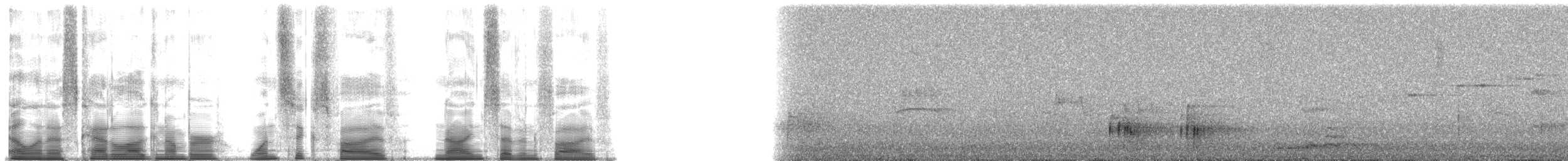 lyrochvost nádherný - ML165975