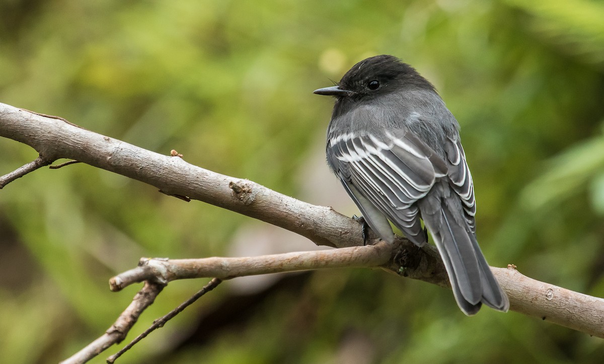 Black Phoebe - ML165976981