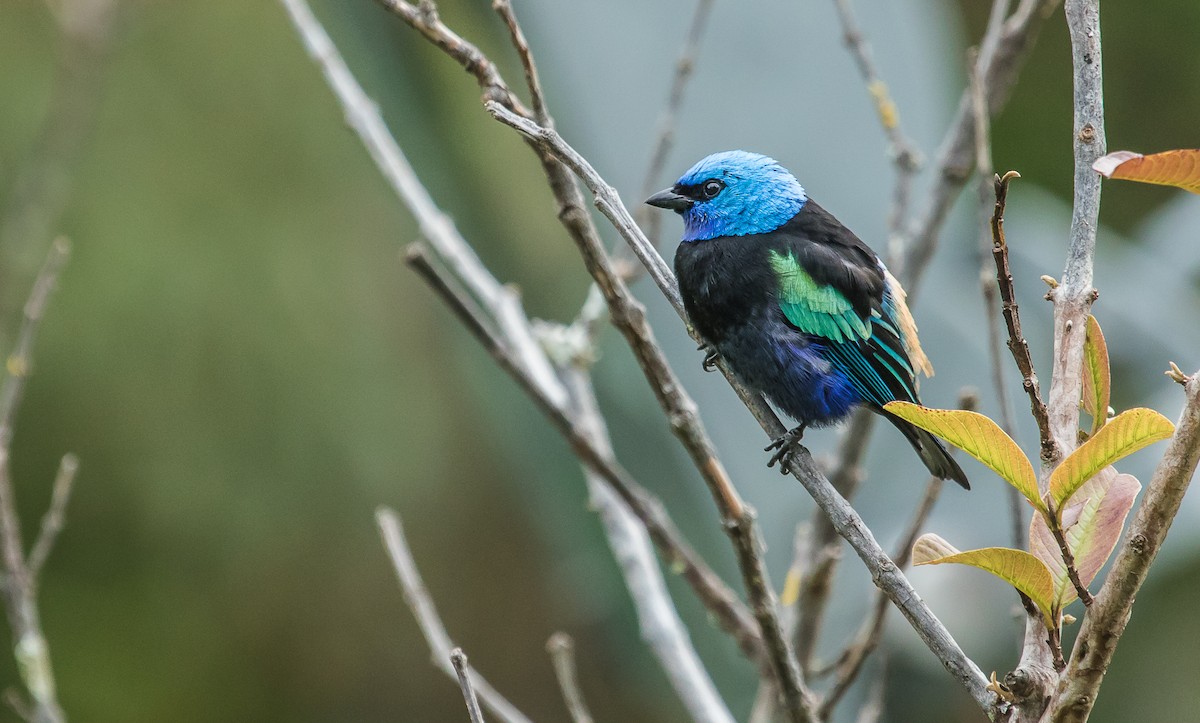 Blue-necked Tanager - ML165976991