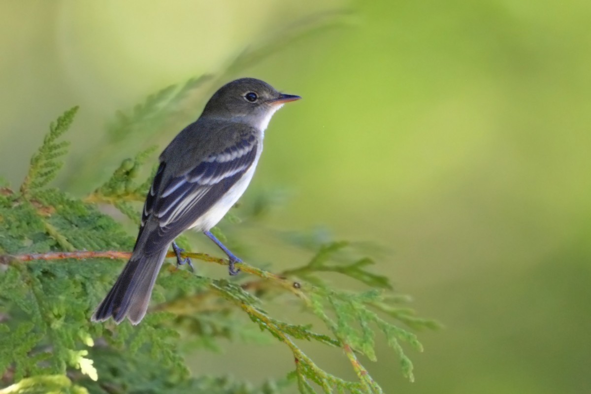 Alder Flycatcher - Ben Dixon