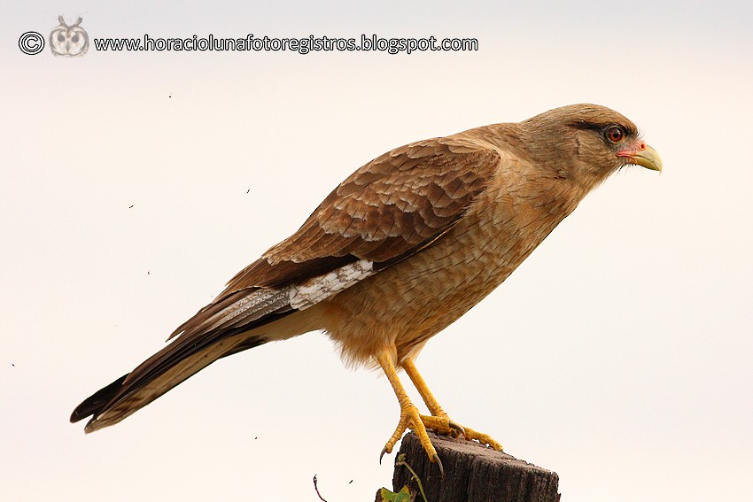 Chimango Caracara - ML165977301