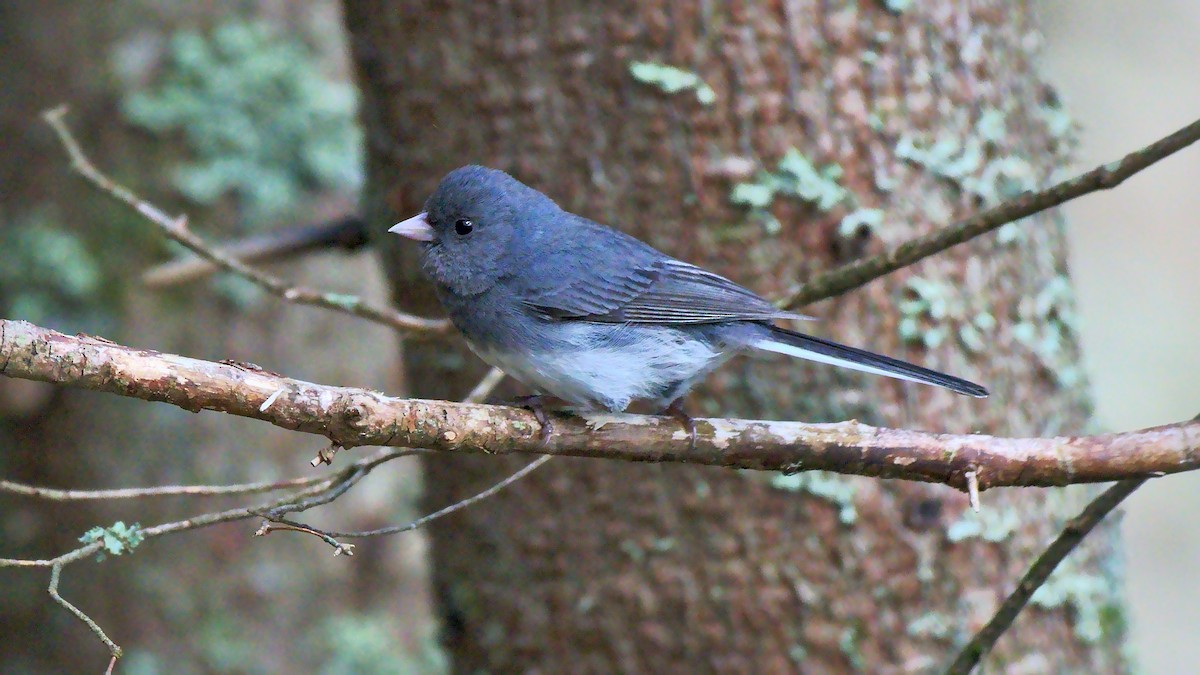 Dark-eyed Junco - ML165979461