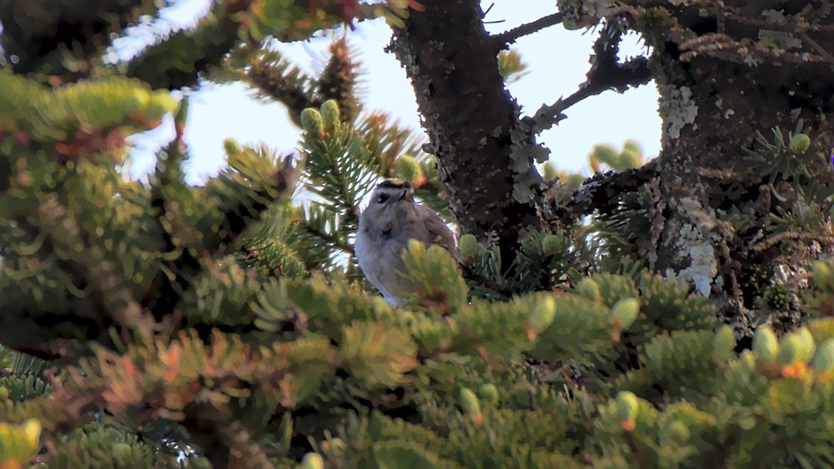 Golden-crowned Kinglet - ML165979551