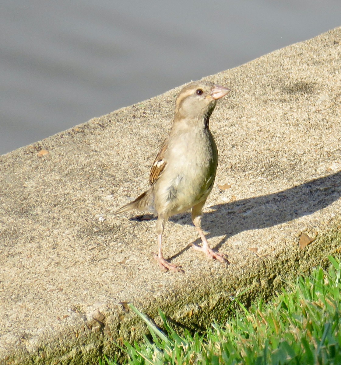 House Sparrow - Ann Tanner