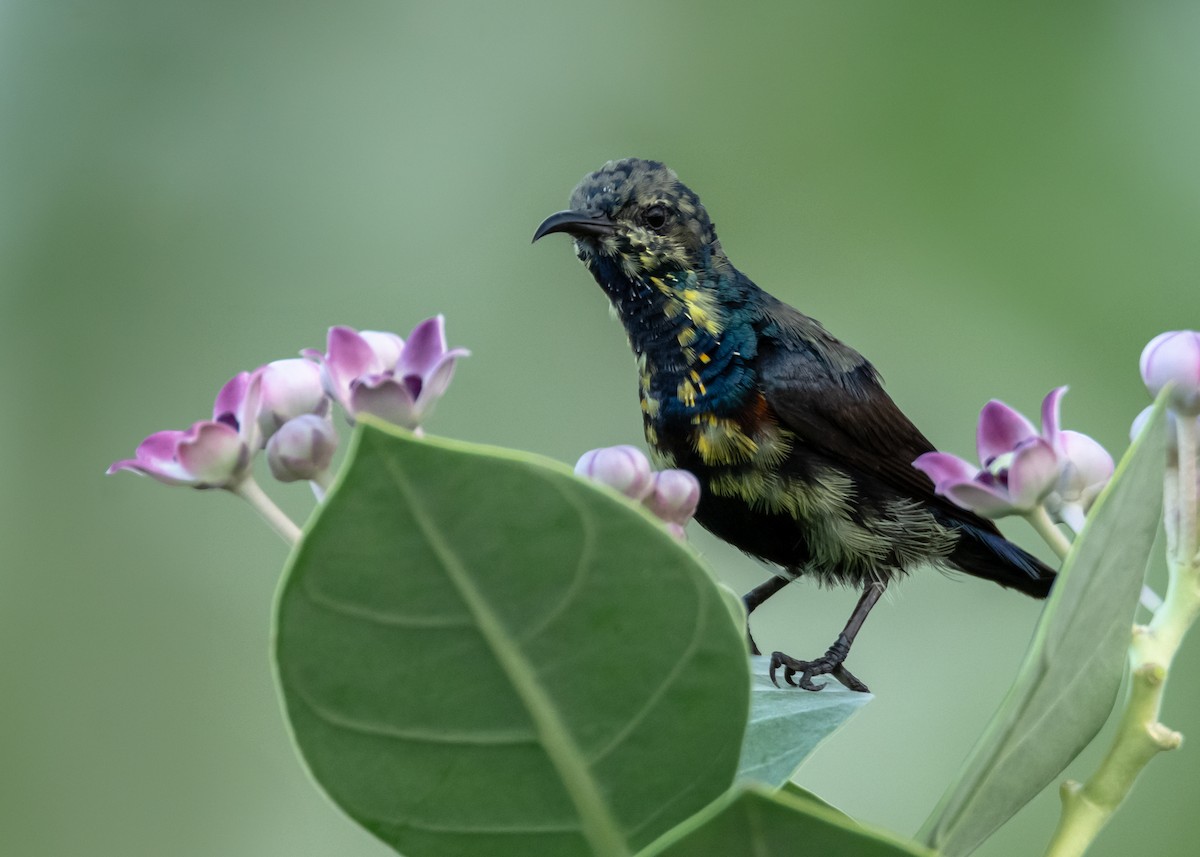 Purple Sunbird - Ramesh Desai