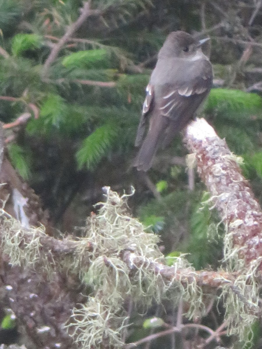 Western Wood-Pewee - ML165980961