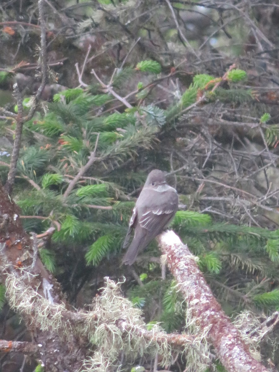 Western Wood-Pewee - ML165980971