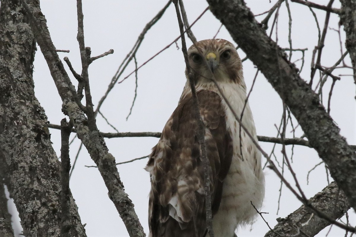 Red-tailed Hawk - ML165980981