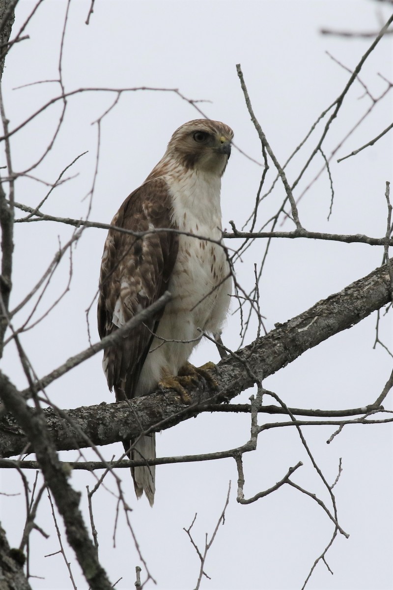 Red-tailed Hawk - ML165981001
