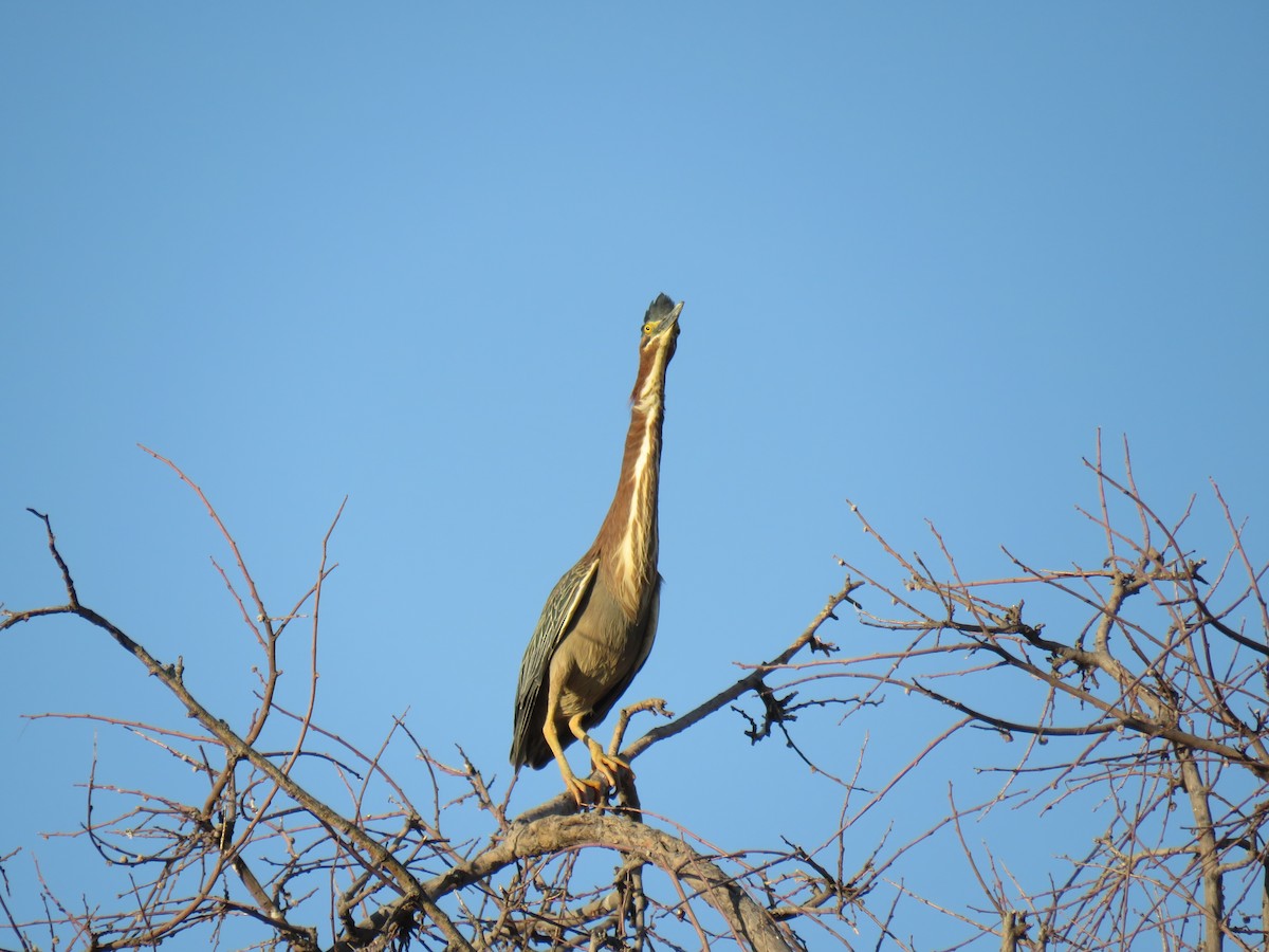 Green Heron - ML165981071