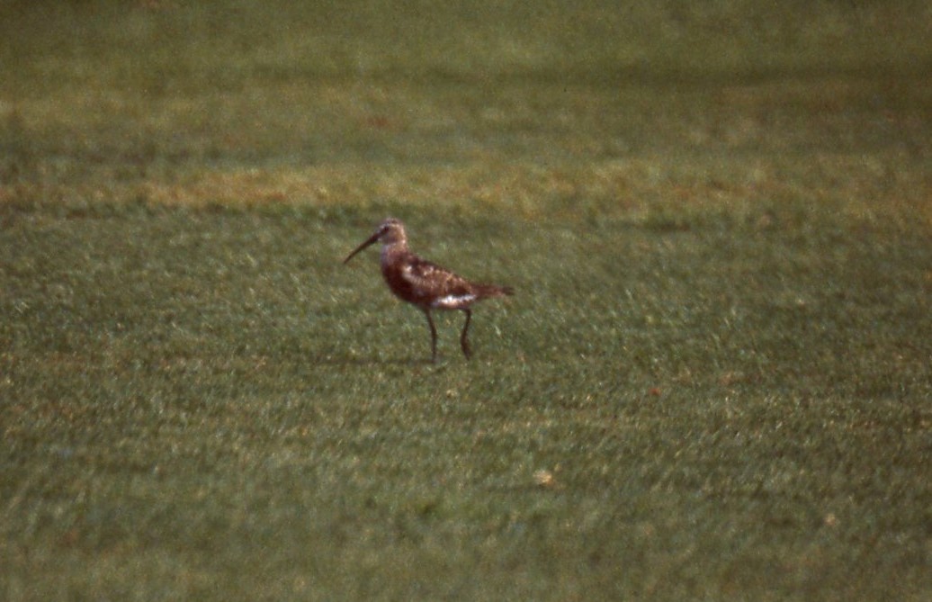 Curlew Sandpiper - ML165981111