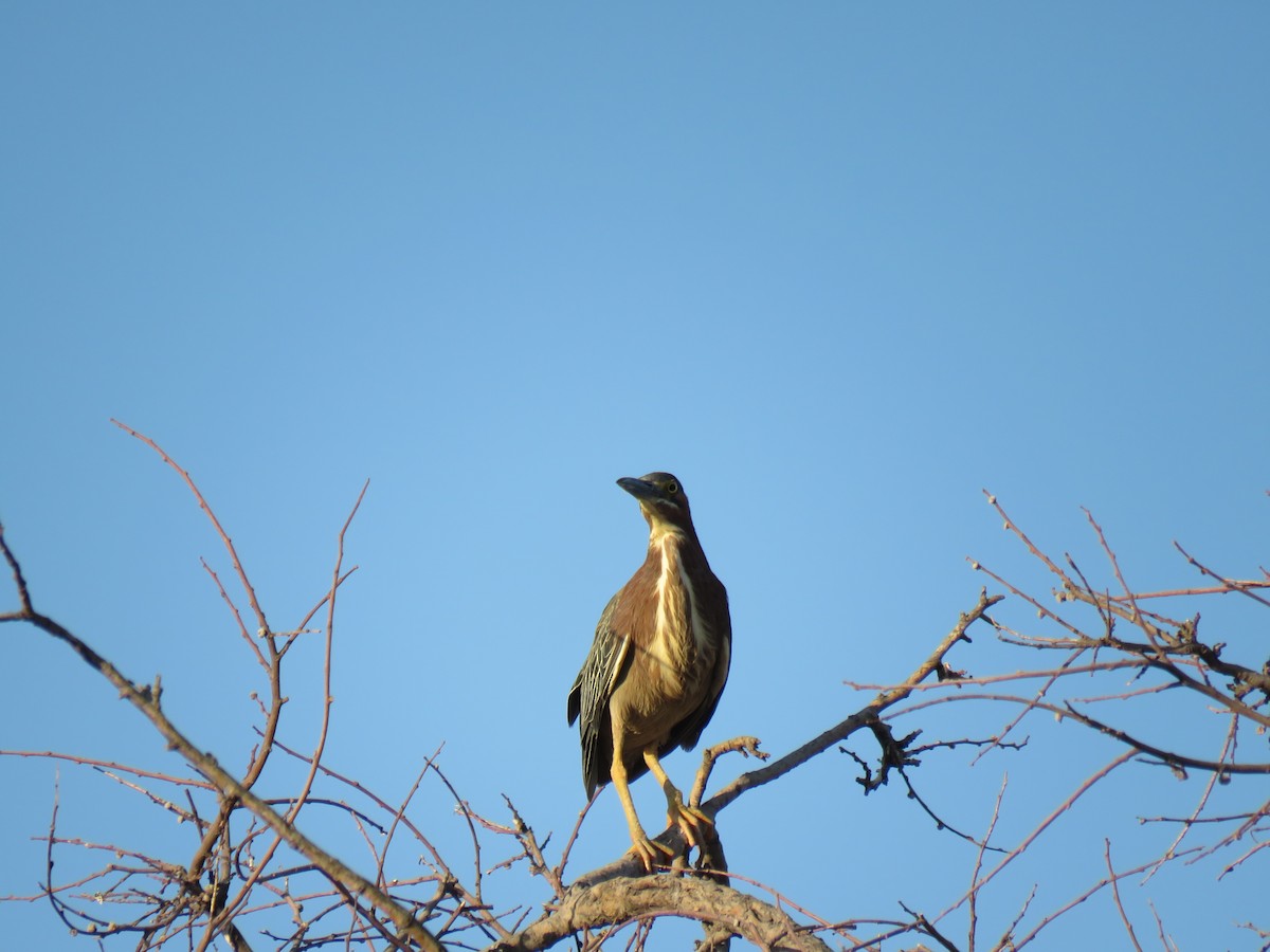 Green Heron - ML165981291