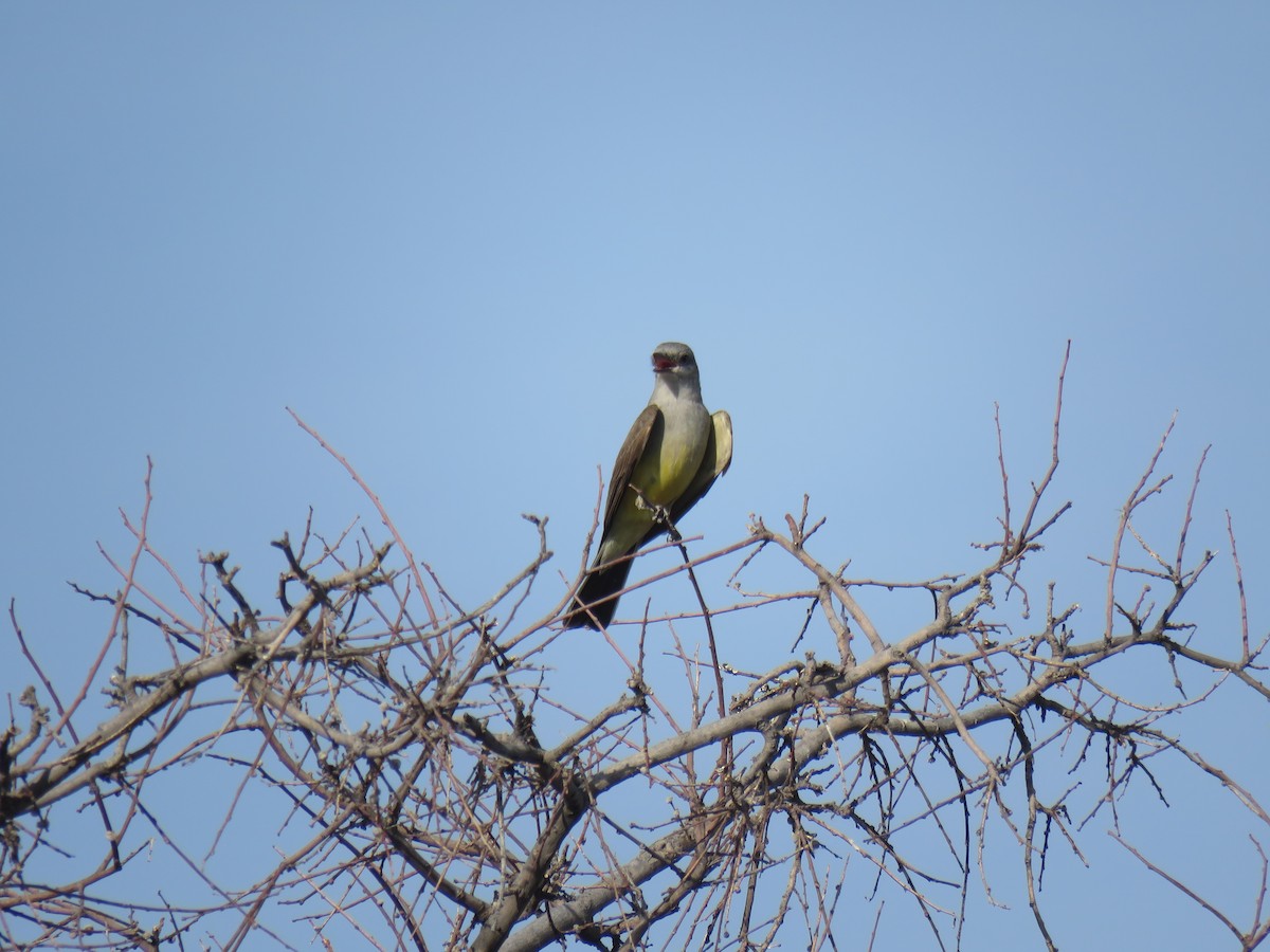 Western Kingbird - ML165981541