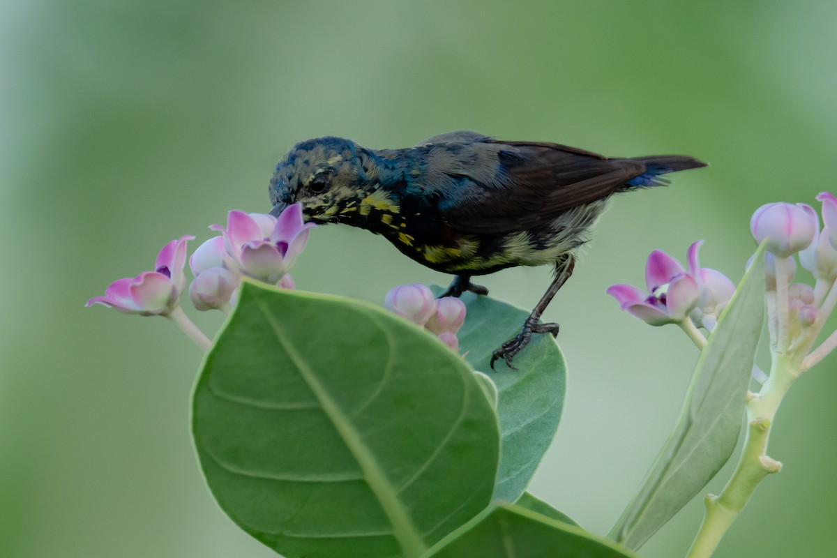 Purple Sunbird - Ramesh Desai