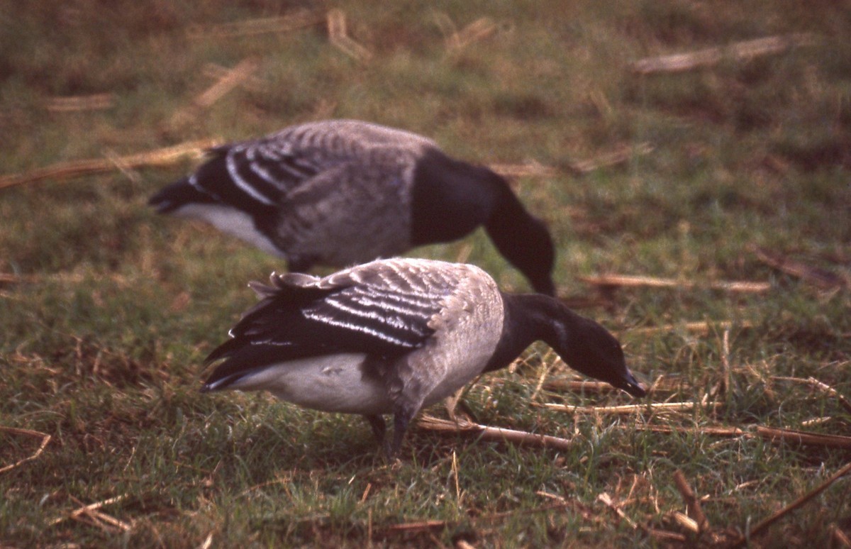 berneška tmavá (ssp. hrota) - ML165983111