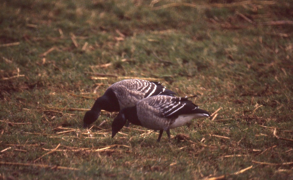 berneška tmavá (ssp. hrota) - ML165983181