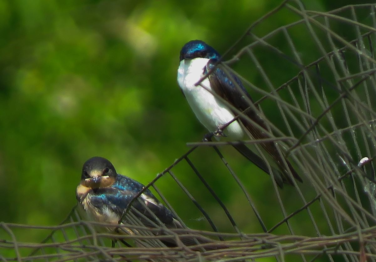 Barn Swallow - ML165985411